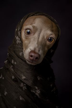 Italian Greyhound dog with scarf