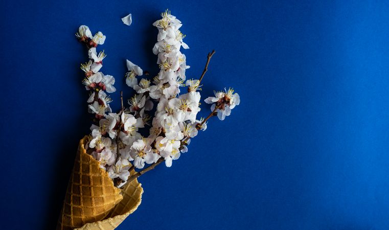 Spring floral concept with apricot blossom in waffle cone on blue table