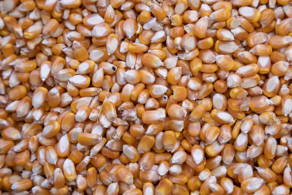 Close-up focus organic corn seed pattern texture Can be used as a background wallpaper