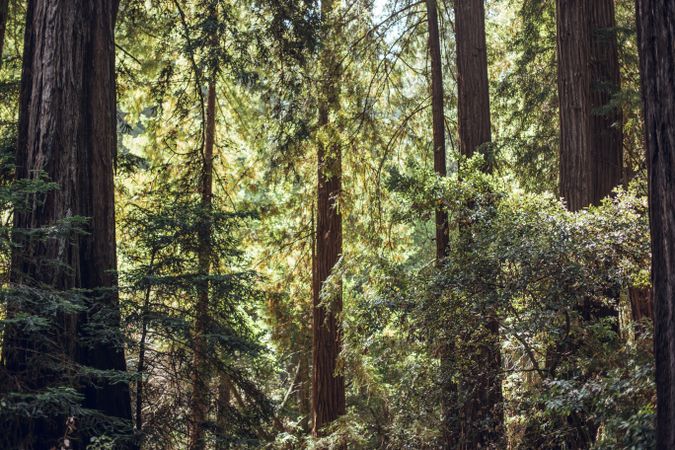 High green trees in forest in summer