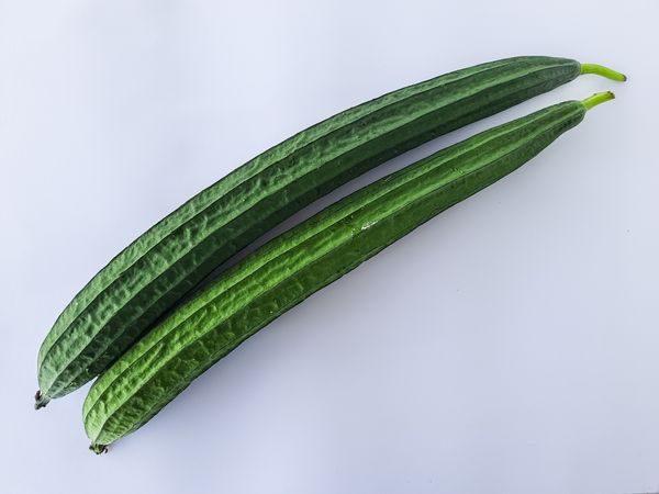 Fresh Green Ridge Gourds