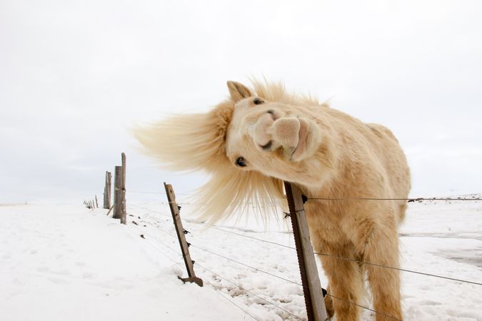 Brown long coated horse on snow covered ground