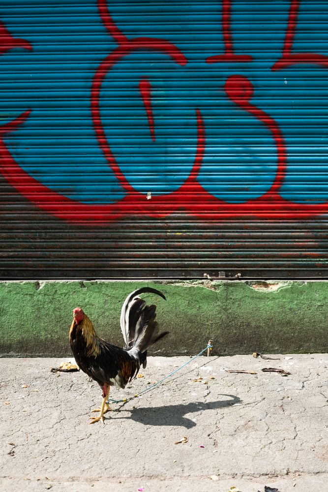 Rooster on leash