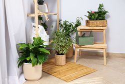 Cozy hobby - growing indoor plants at home