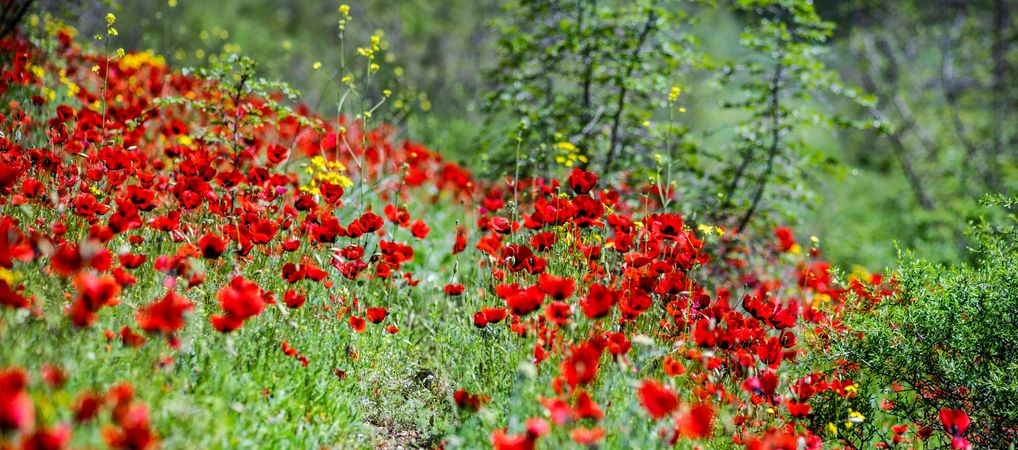 Red poppy flowers in a field