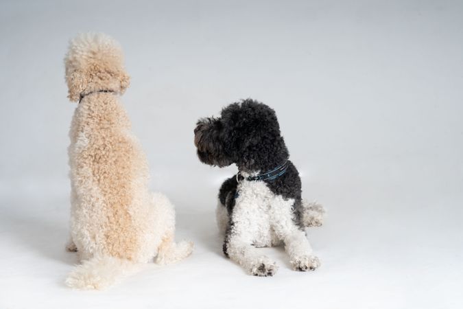 Two king poodles looking around in studio with copy space