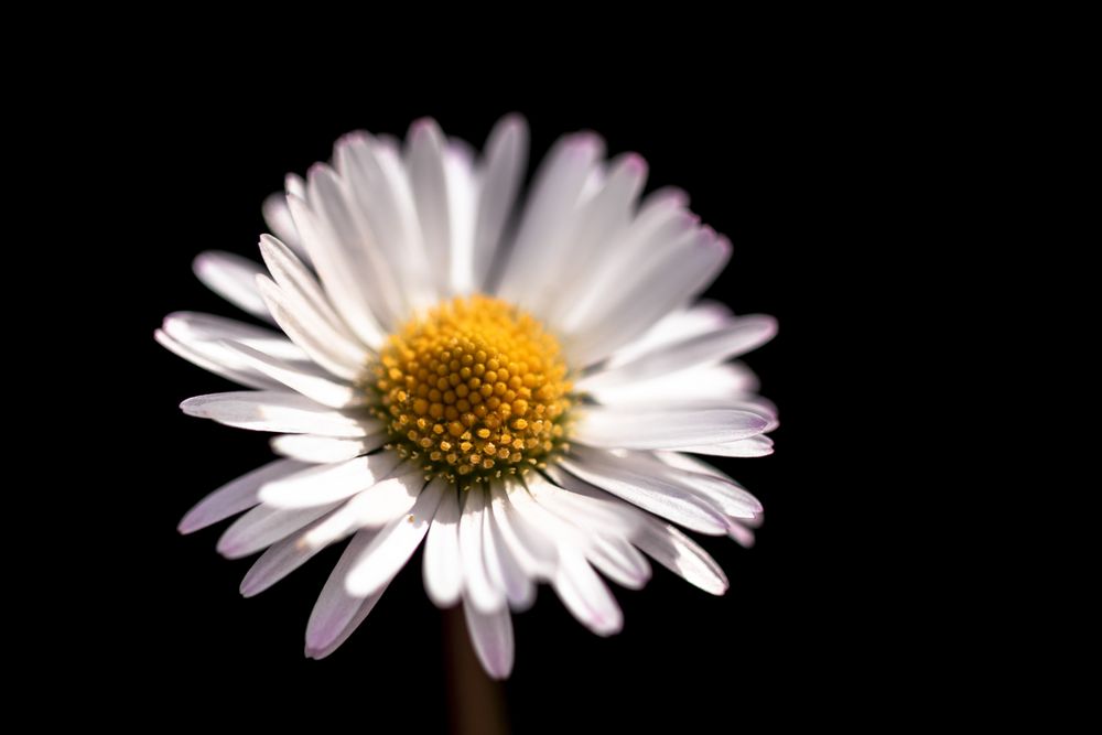 Daisy in dark studio