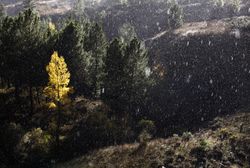 Trees growing near wonderful mountain range in a snowy day