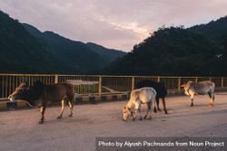 Herd of cows walking over concrete bridge at sunset in jungle valley of Rishikesh India 426ve4