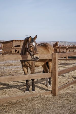 Brown horse in snaffle behind wooden fence
