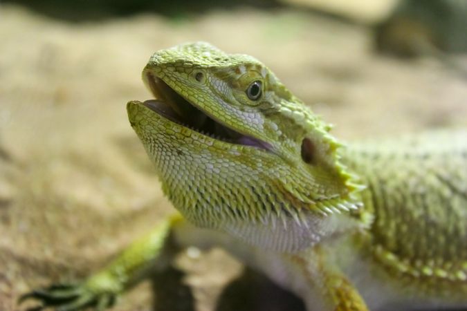 Green lizard on sand