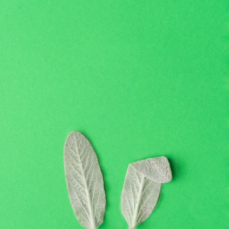 Bunny rabbit ears made of natural green leaves on green background