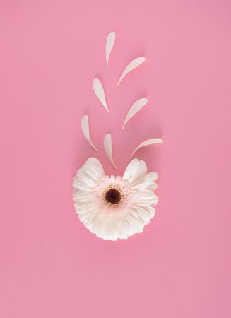 Flower with petals removed on pink background