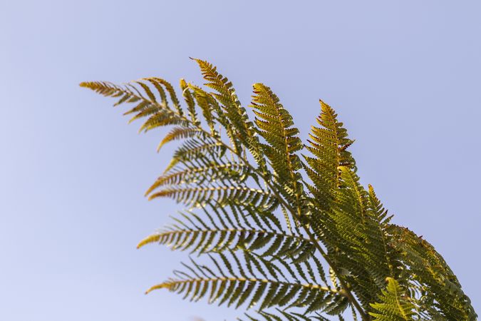 Green fern branch against a light blue sky