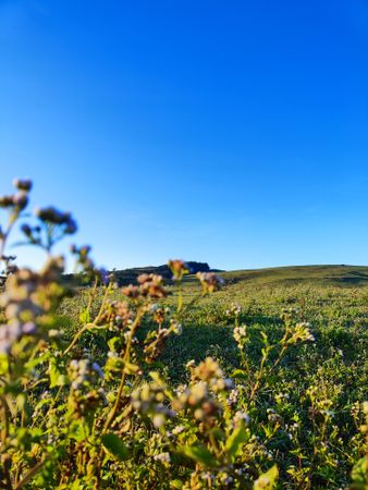 Savana