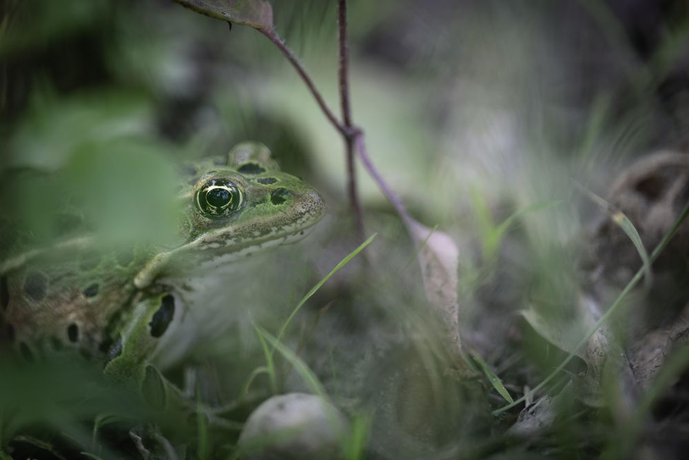 Northern Leopard Frog hiding in the grass, McGregor, Minnesota