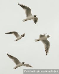 Seagulls flying in sky 5ryOZ0