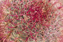 California barrel cactus with red spikes detail 5pzljb