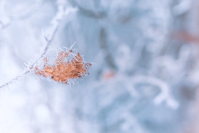 Close up of autumn leaf with ice