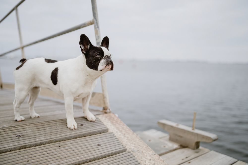 Cute dog on pier near sea