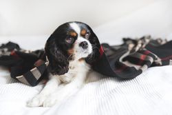 Cavalier spaniel looking up from dark patterned blanket