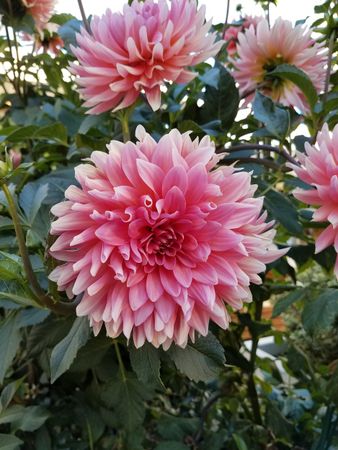 Pink dahlia in bloom