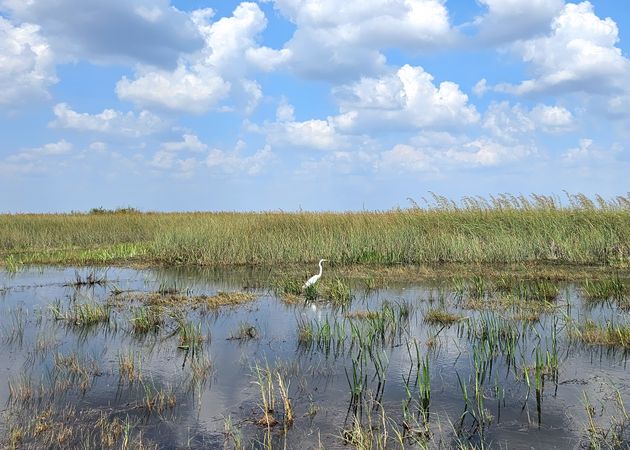 Majestic Great Egret in the Everglades Wetlands