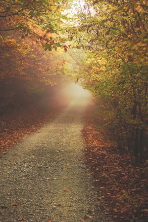 Misty path in forest