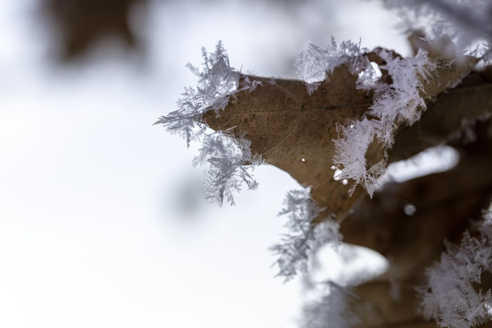 Close up of frost formation on crunchy leaf