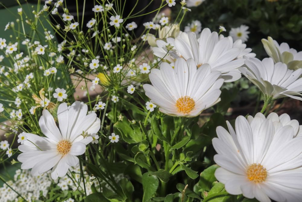 Beautiful margerite flowers in a european garden in white color.