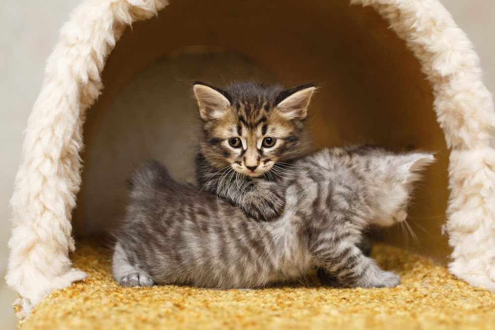 Kitten siblings sitting with each other in cat home
