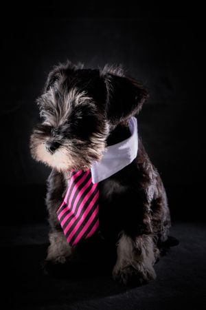 Cute purebred Schnauzer in tie