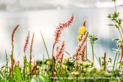 Colorful foliage and flowers in grass by lake 5R7xD4