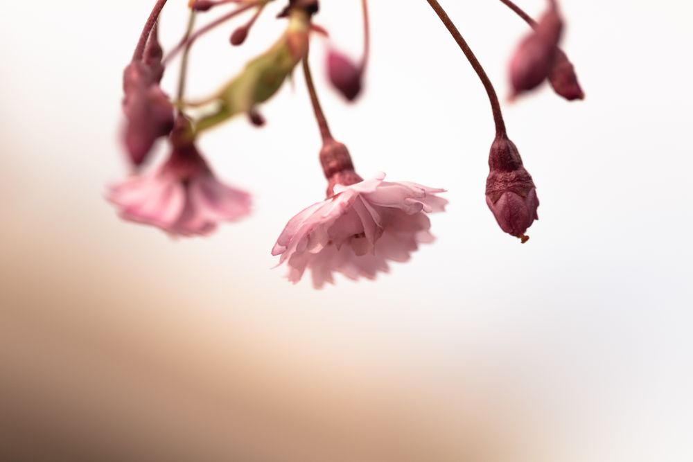 Close up of feathery pink cherry blossom flowers and bud