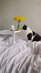 Cat looking at plate of breakfast rolls