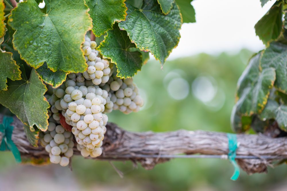 Vineyard with Lush, Ripe Wine Grapes on the Vine Ready for Harvest