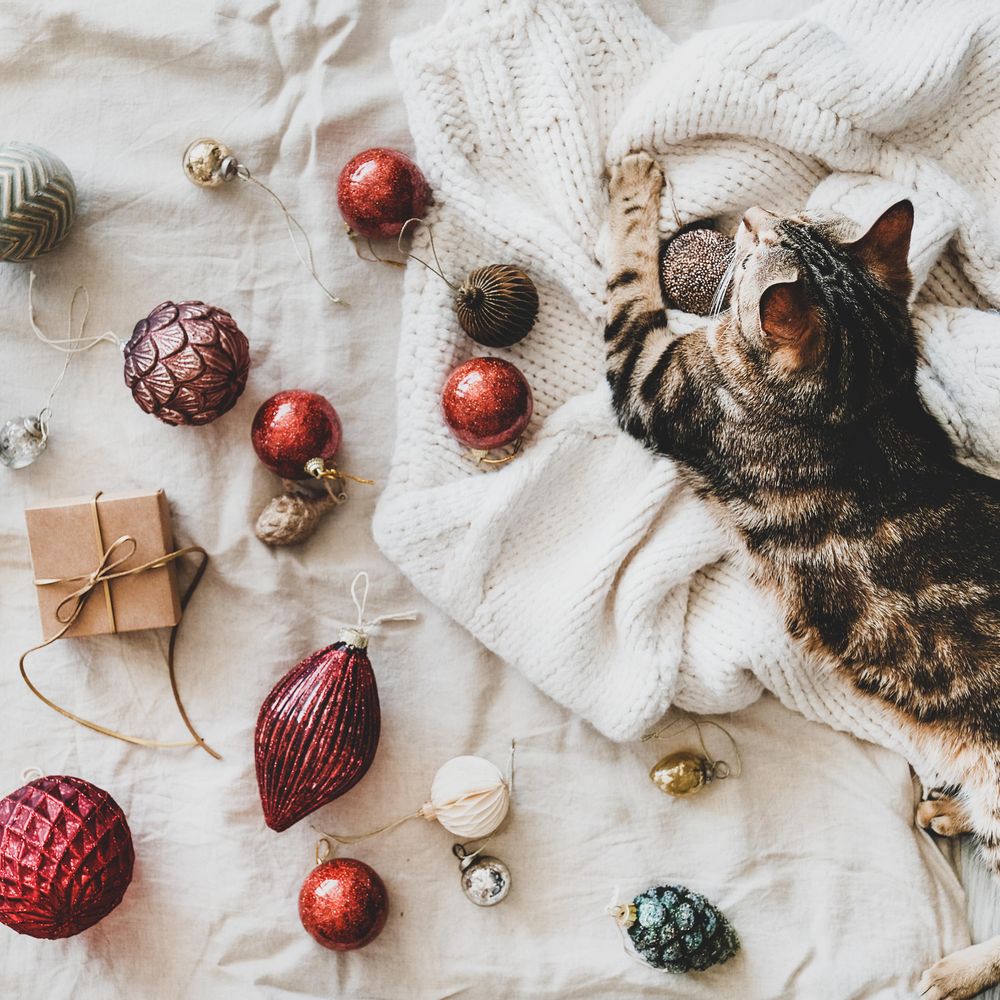 Flat-lay of holiday decoration, with knitted sweater, and cat top view