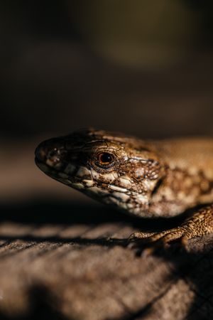 Tiny lizard on trunk