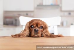 Inquisitive cavalier spaniel resting head at the dining table 0y7Z14