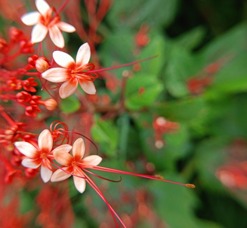 background of small red flowers blooming in spring