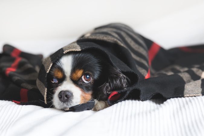 Cavalier spaniel cosy and warm in a dark patterned blanket