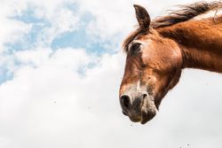 from below view of crop brown horse head in a cloudy background