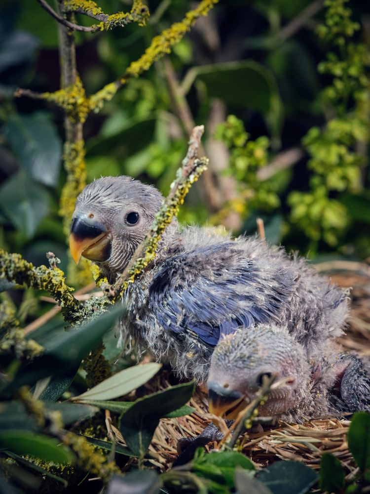 Cute lovebirds in nest near green plants