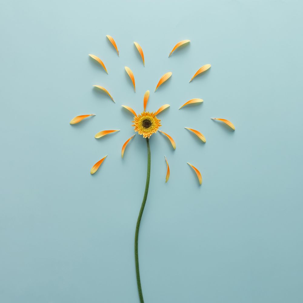 Orange flower on blue background with petals
