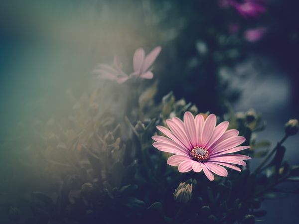 Pretty flower growing in garden