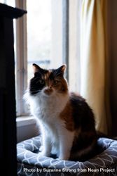 Calico cat in window 4OdZEb
