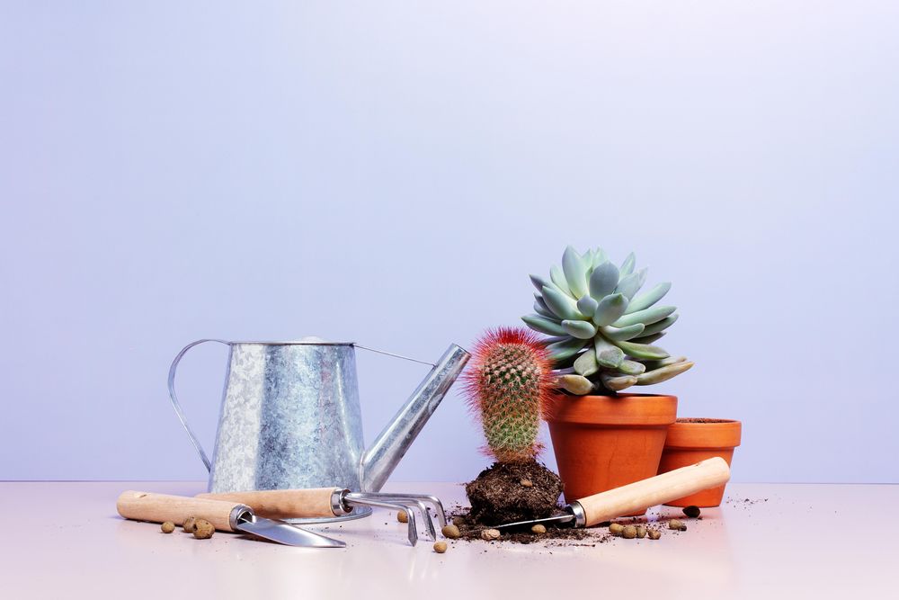 Succulents repotting on pastel purple background