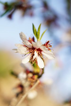 Almond Tree branch with flowers in garden and blue sky