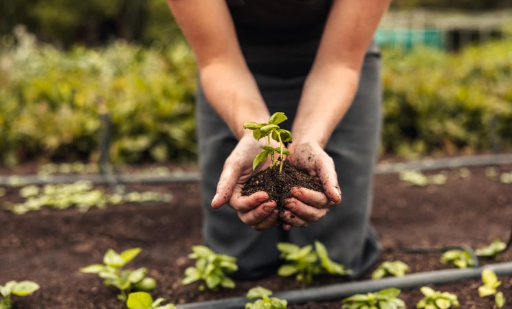 Woman's hands holding a young plant growing in soil