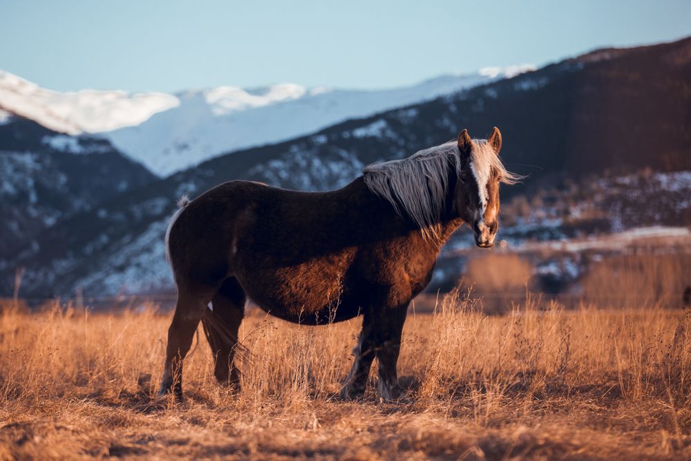 Wild horse pasturing on field near hills